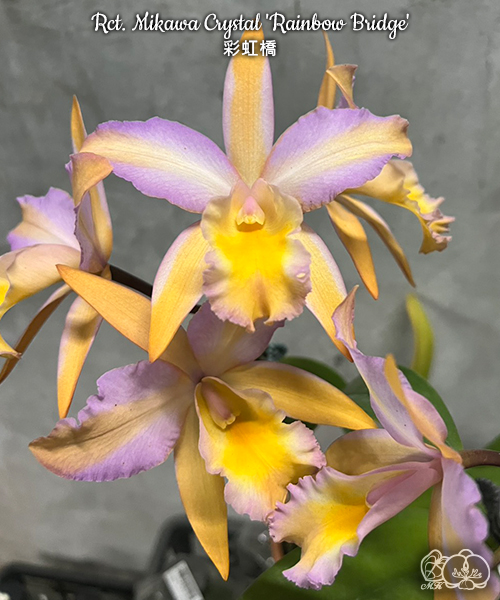 美琪園藝Miki Orchid - 批發專區